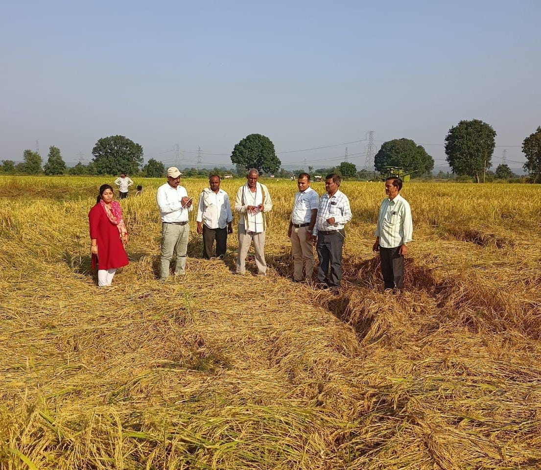फसल का निरीक्षण करते अधिकारी फसल का निरीक्षण करते अधिकारी
