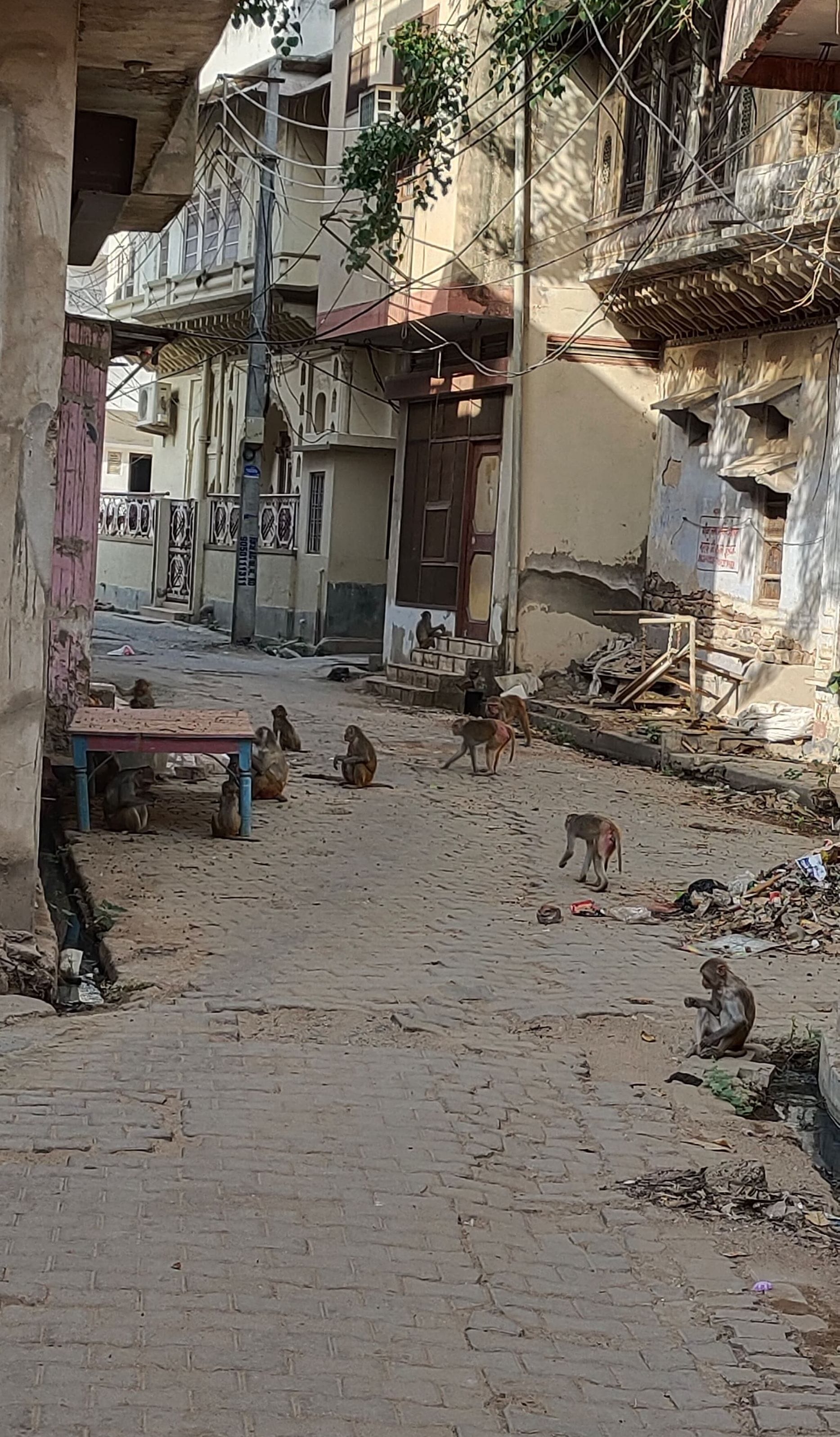 फोटो संख्या:64- आईटीआई महेंद्रगढ़ के गेट पर बैठे बंदरों का झुंड--संवाद