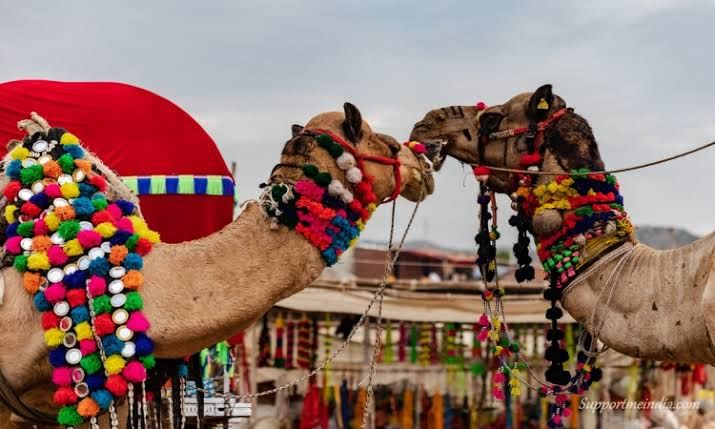 2 नवंबर से होगी पुष्कर पशु मेले की शुरुआत