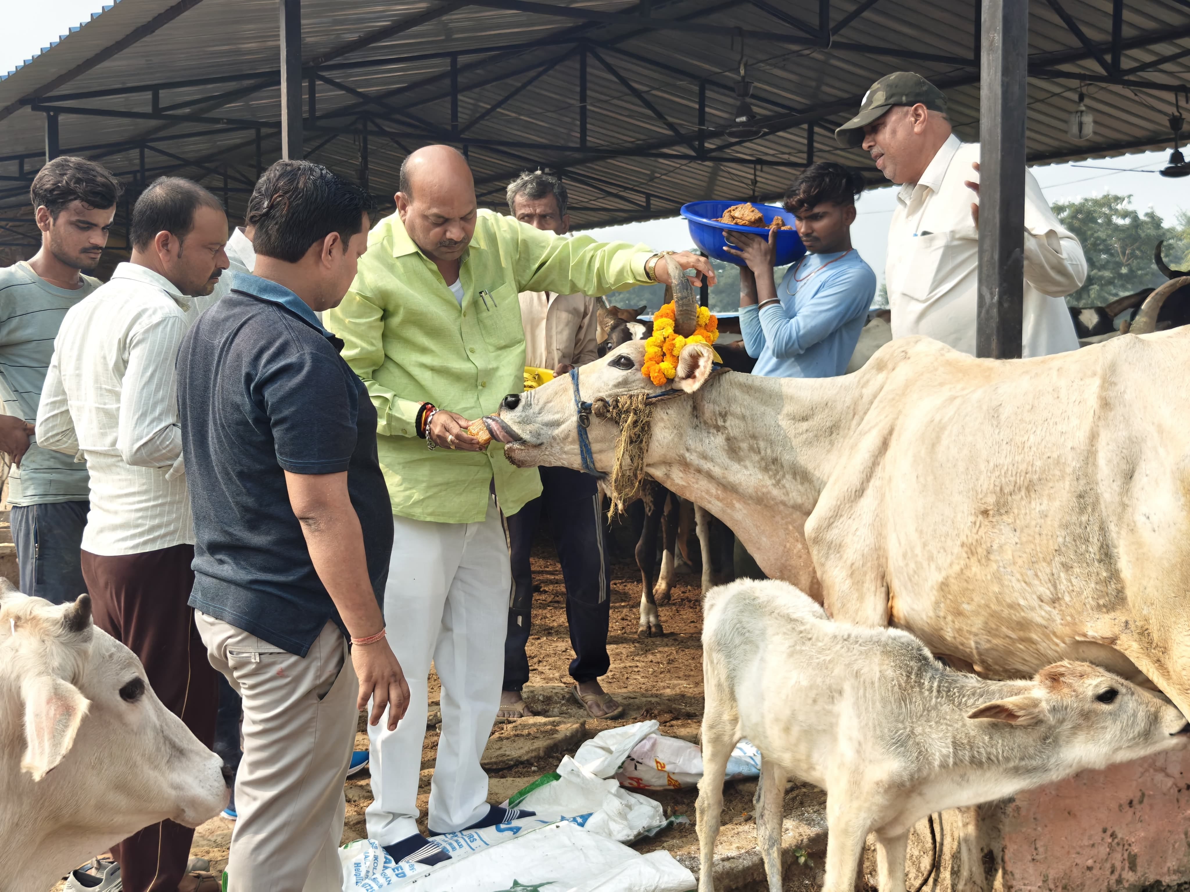 गाय को माला पहनातीं डीएम दुर्गा शक्ति नागपाल। स्रोत गाय को माला पहनातीं डीएम दुर्गा शक्ति नागपाल। स्रोत