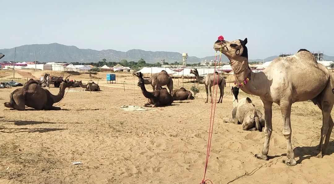 अंतरराष्ट्रीय पुष्कर पशु मेले में बिकने के लिए आए पशु