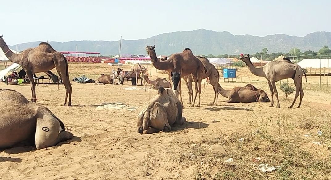 अंतरराष्ट्रीय पुष्कर पशु मेले में बिकने के लिए आए पशु