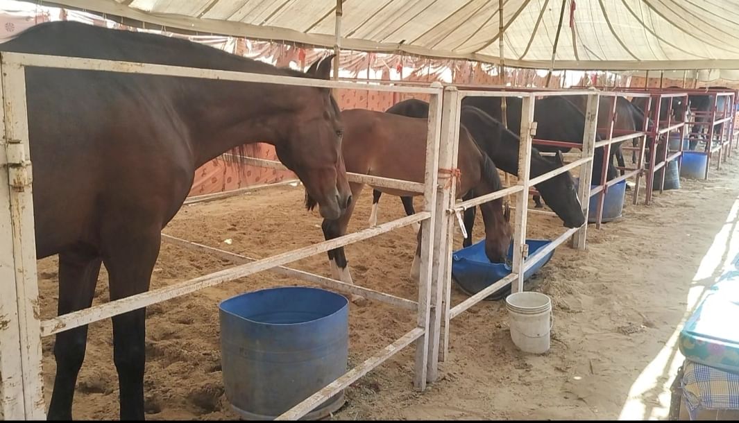 अंतरराष्ट्रीय पुष्कर पशु मेले में बिकने के लिए आए पशु