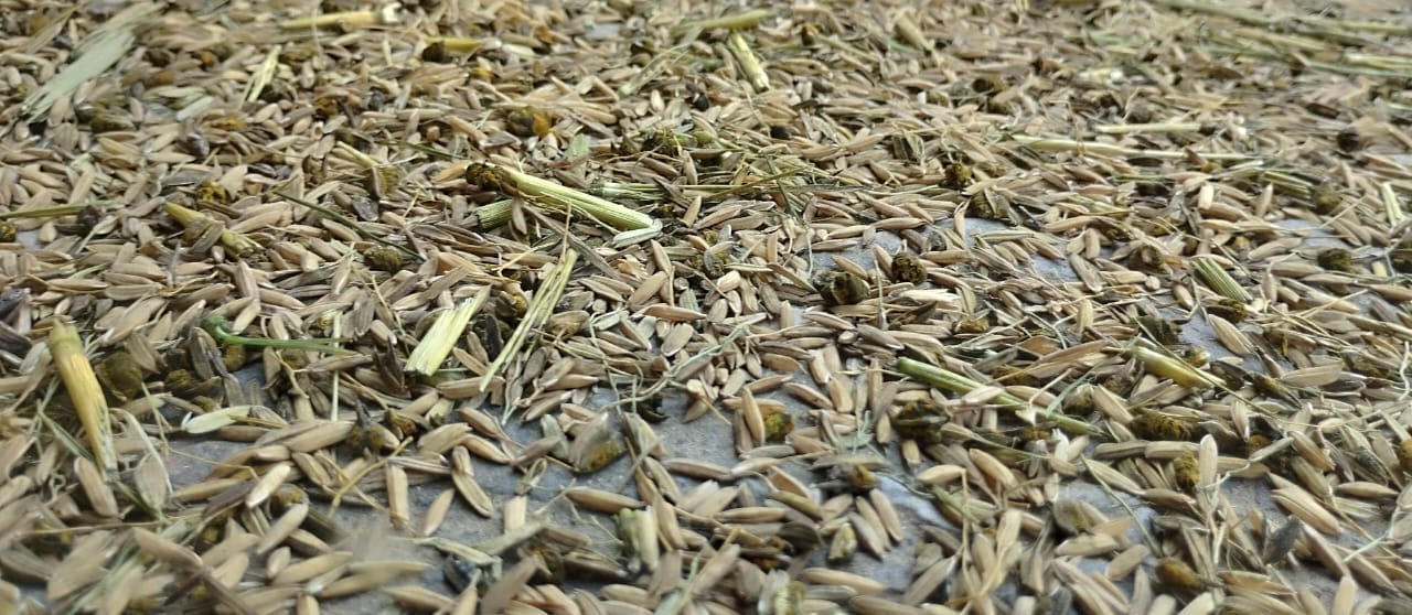 बलाना के रहने वाले किसान सुखबीर