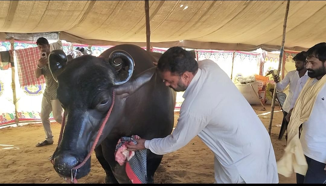 अंतर्राष्ट्रीय पुष्कर मेले में आकर्षण का केंद्र बना 23 करोड रुपए का भैंसा अनमोल