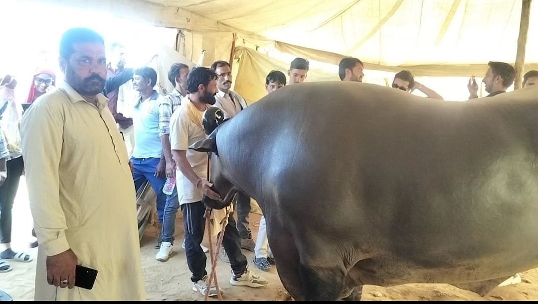 अंतर्राष्ट्रीय पुष्कर मेले में आकर्षण का केंद्र बना 23 करोड रुपए का भैंसा अनमोल
