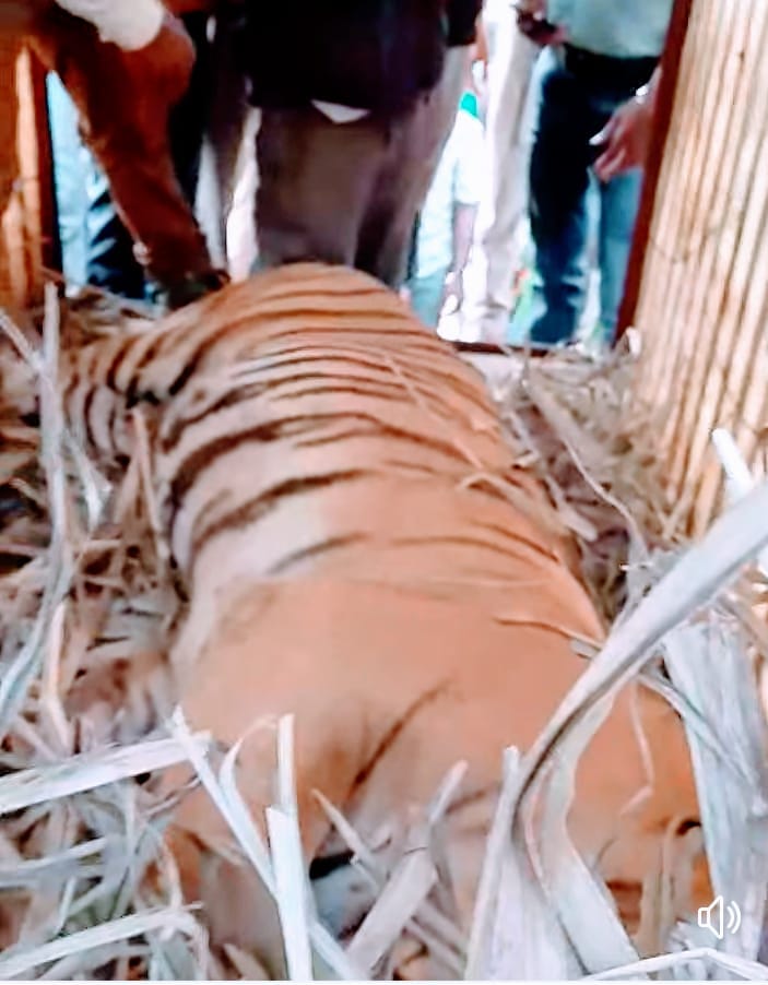 गांव मन्नापुर में बाघ के पिंजरे में कैद होन के बाद मौके पर लगी ग्रामीणों की भीड़। संवाद गांव मन्नापुर में बाघ के पिंजरे में कैद होन के बाद मौके पर लगी ग्रामीणों की भीड़। संवाद
