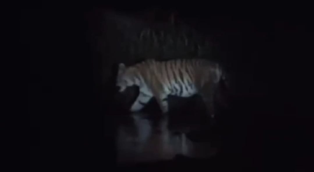 बाघ