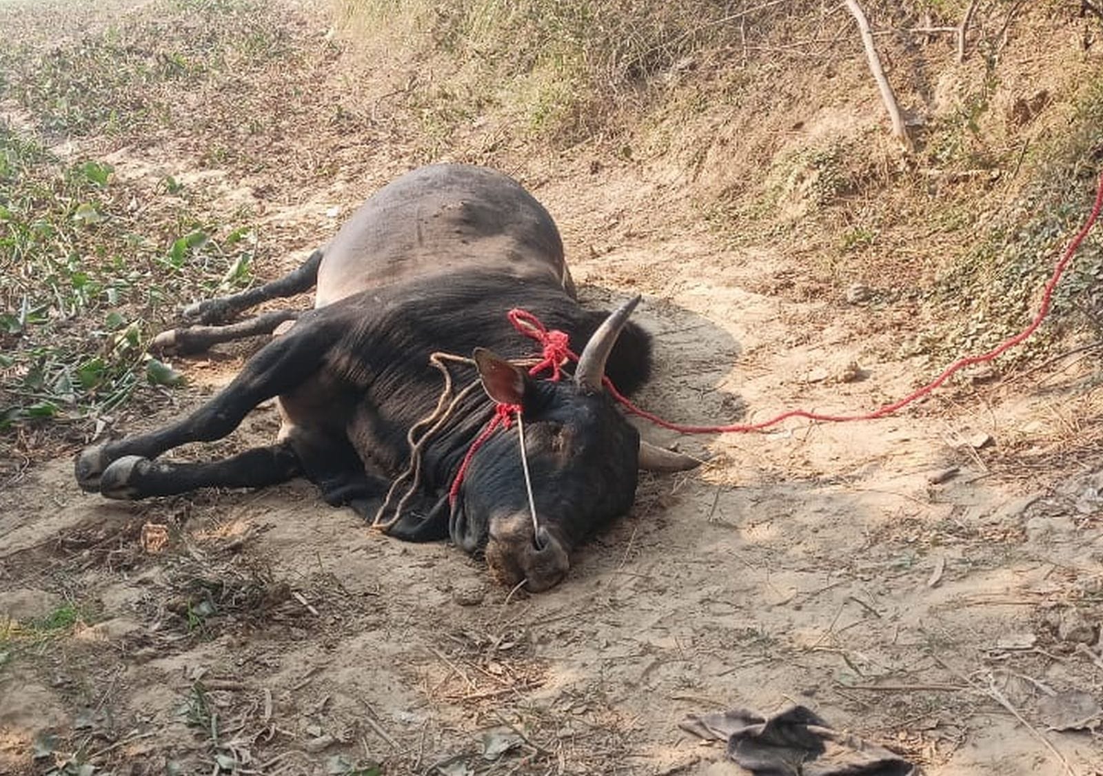 शहर में घूमते आवारा सांड। संवाद शहर में घूमते आवारा सांड। संवाद