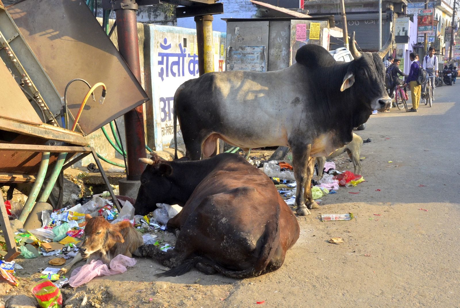 शहर में घूमते आवारा सांड। संवाद शहर में घूमते आवारा सांड। संवाद