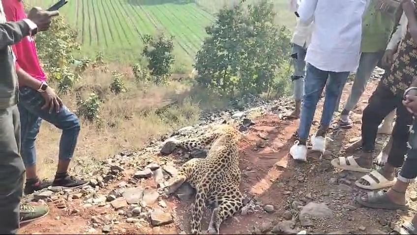 खरगोन के खलघाट इन्दौर फोरलेन पर हुई तेंदुए की मौत