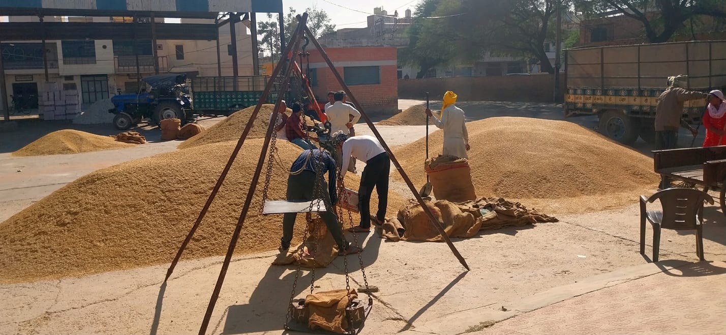 05जेएनडी10: मंडी में आई धान 1121 का तोल करते हुए मजदूर। संवाद