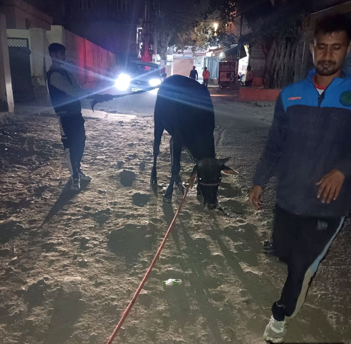 07जेएनडी03-शहर में बेसहारा पशुओं को पकड़ती नगर परिषद की टीम। स्रोत नप 07जेएनडी03-शहर में बेसहारा पशुओं को पकड़ती नगर परिषद की टीम। स्रोत नप