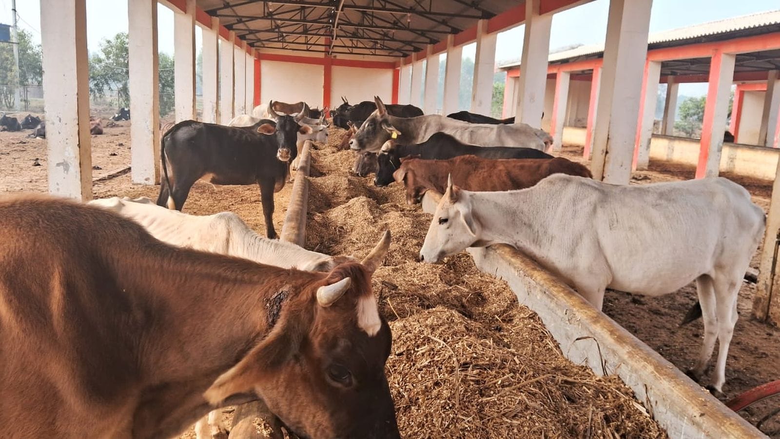 नूरपुर पिनौनी में गो आश्रय स्थल में खुले आसमान के नीचे खड़े गोवंश। संवाद नूरपुर पिनौनी में गो आश्रय स्थल में खुले आसमान के नीचे खड़े गोवंश। संवाद