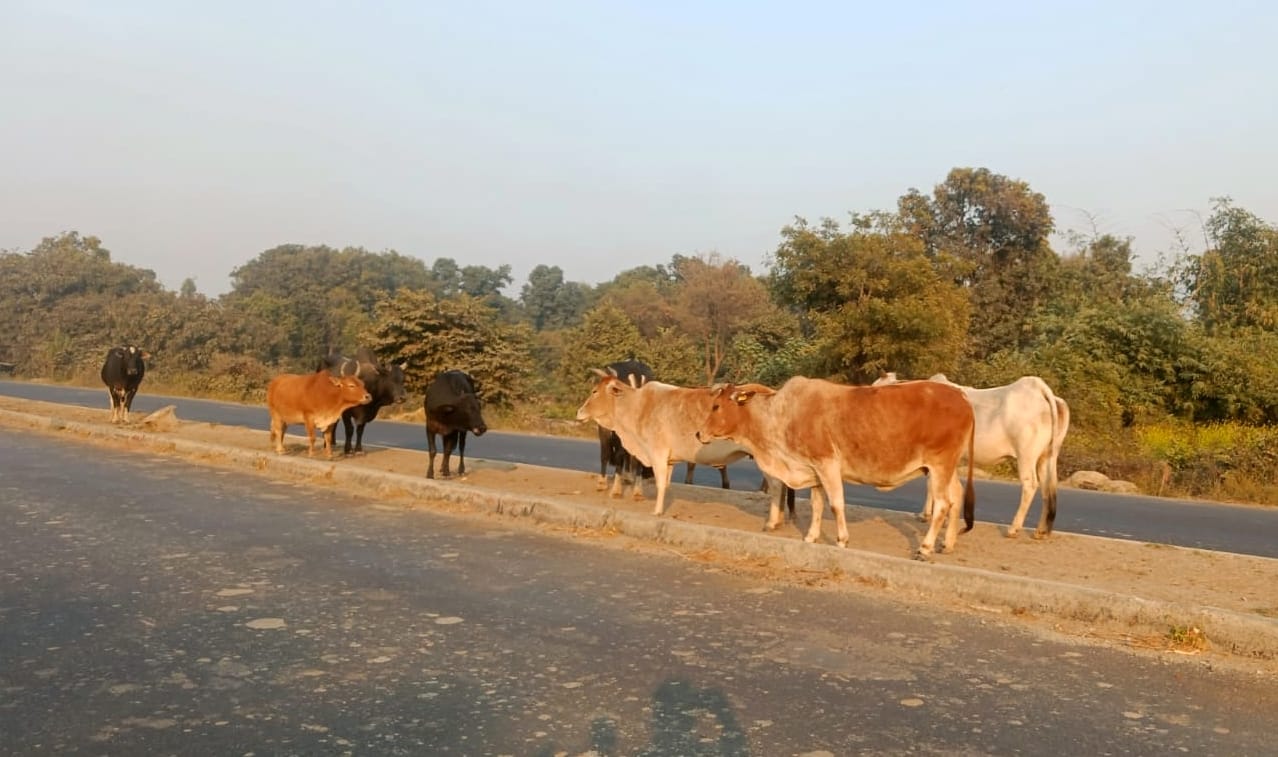 पलिया लखनऊ हाईवे पर ग्राम चौढेरा जाने वाले मार्ग पर वैध कट का टूटा पड़ा डिवाइडर। संवाद पलिया लखनऊ हाईवे पर ग्राम चौढेरा जाने वाले मार्ग पर वैध कट का टूटा पड़ा डिवाइडर। संवाद