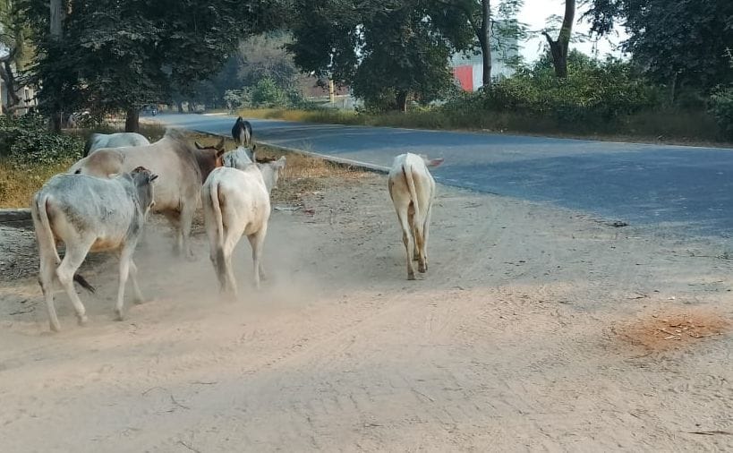 लखीमपुर के खीरी मार्ग पर खड़े छुट्टा पशु। संवाद