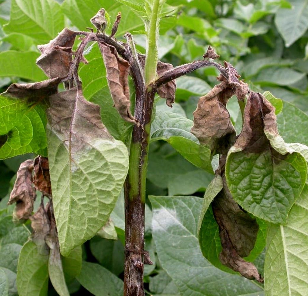 उझानी में आलू की फसल। संवाद