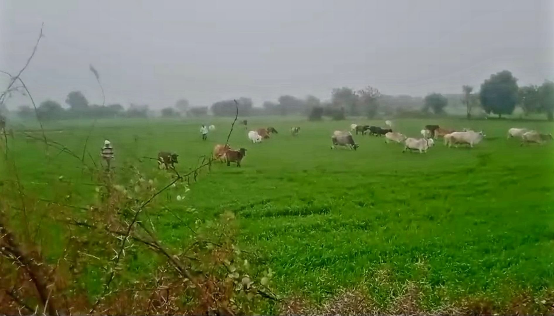 फसल में गौ वंश
