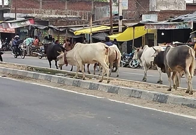 गोला हाइवे पर घूम रहे आवारा। संवाद गोला हाइवे पर घूम रहे आवारा। संवाद