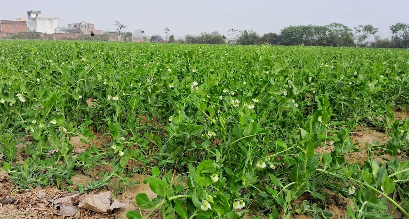 कुबेर सिंह, किसान कुबेर सिंह, किसान