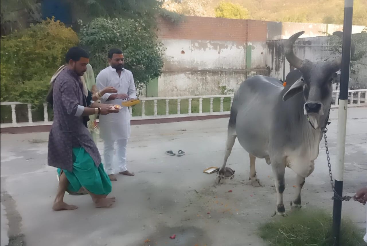 सिरोही। अब गोमाता को मिलेगा पौष्टिक आहार, आबूरोड में जल्द ही शुरू होगा 100 टन प्रतिदिन पौष्टिक 