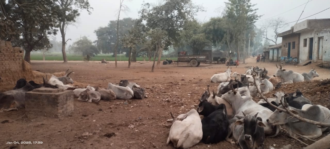अपने खेत पर मचान बनाकर फसल की रखवाली करता बझेड़ा भगवानपुर गांव निवासी सुनील। संवाद अपने खेत पर मचान बनाकर फसल की रखवाली करता बझेड़ा भगवानपुर गांव निवासी सुनील। संवाद