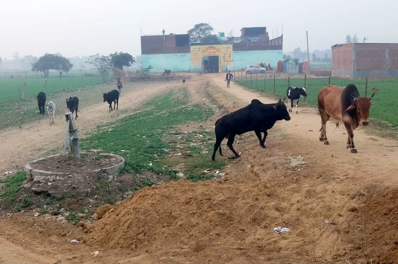 कचहरी रोड पर घूमते छुट्टा पशु। संवाद कचहरी रोड पर घूमते छुट्टा पशु। संवाद