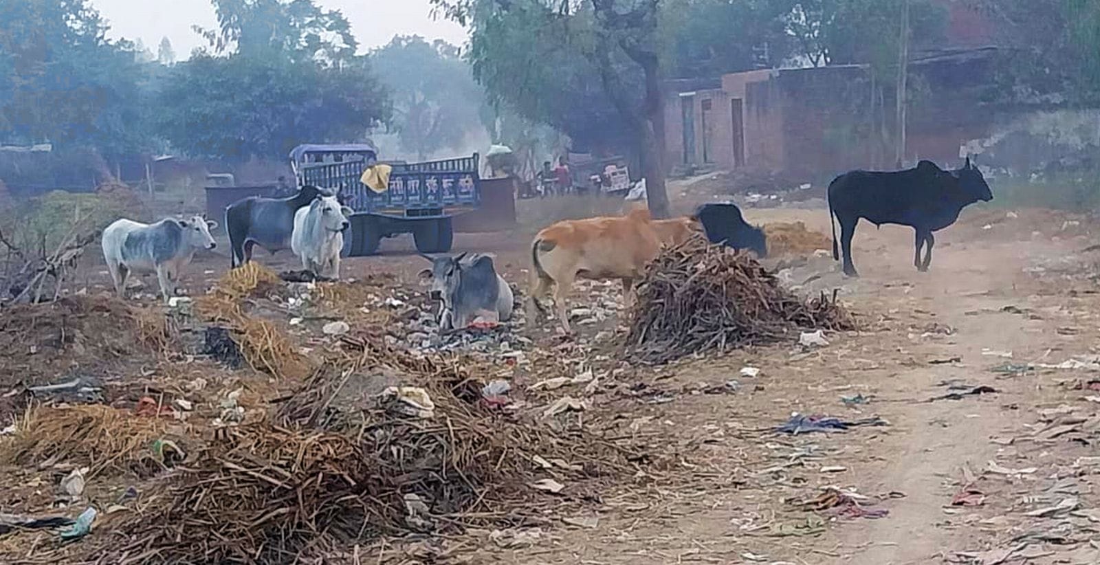 कचहरी रोड पर घूमते छुट्टा पशु। संवाद कचहरी रोड पर घूमते छुट्टा पशु। संवाद