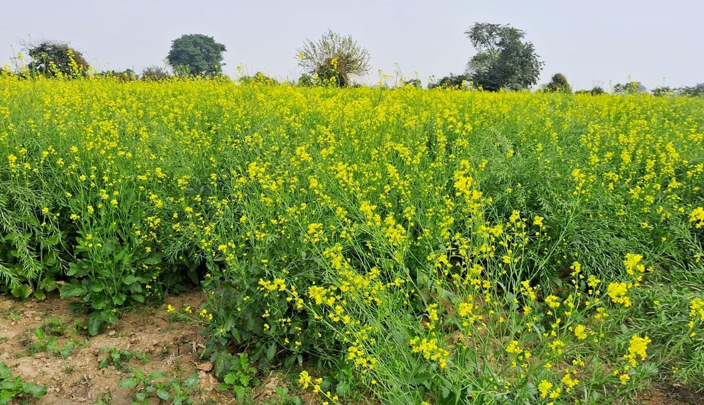 गर्म कपड़ों में कचहरी रोड से गुजरतीं युवतियां। संवाद गर्म कपड़ों में कचहरी रोड से गुजरतीं युवतियां। संवाद