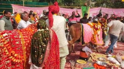 मकर संक्रांति पर्व पर उज्जैन मे हुई अनोखी गाय बैल की शादी, लक्ष्मी’ के हुए ‘नारायण’ मकर संक्रांति पर्व पर उज्जैन मे हुई अनोखी गाय बैल की शादी, लक्ष्मी’ के हुए ‘नारायण’