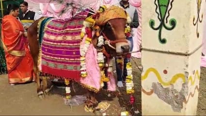 मकर संक्रांति पर्व पर उज्जैन मे हुई अनोखी गाय बैल की शादी, लक्ष्मी’ के हुए ‘नारायण’ मकर संक्रांति पर्व पर उज्जैन मे हुई अनोखी गाय बैल की शादी, लक्ष्मी’ के हुए ‘नारायण’