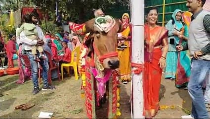मकर संक्रांति पर्व पर उज्जैन मे हुई अनोखी गाय बैल की शादी, लक्ष्मी’ के हुए ‘नारायण’ मकर संक्रांति पर्व पर उज्जैन मे हुई अनोखी गाय बैल की शादी, लक्ष्मी’ के हुए ‘नारायण’