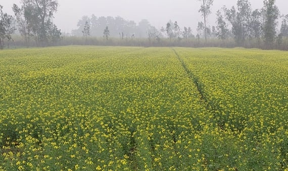 पीलीभीत में बृहस्पतिवार की सुबह रिमझिम बारिश में छाता लगाकर जाती छात्राएं।संवाद