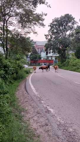 बस अड्डा अड्डा भोटा के साथ संपर्क रास्ते पर खड़े लावारिस पशु। संवाद