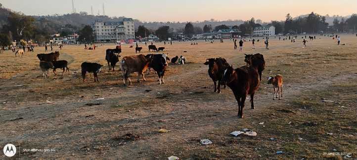 बस अड्डा अड्डा भोटा के साथ संपर्क रास्ते पर खड़े लावारिस पशु। संवाद