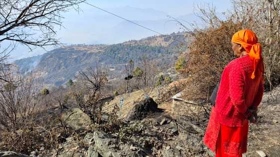 नोग वैली के जंगलों में आग लगने से सेब के बगीचे क्षतिग्रस्त। संवाद