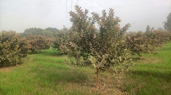 अब्दुल हलीम। अब्दुल हलीम।