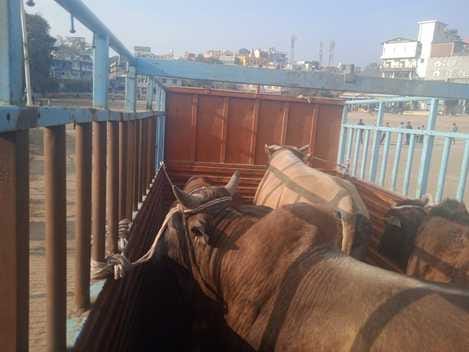 नाहन से नालागढ़ गौसदन ट्रक में भेजे गए लावारिस बैल। संवाद नाहन से नालागढ़ गौसदन ट्रक में भेजे गए लावारिस बैल। संवाद