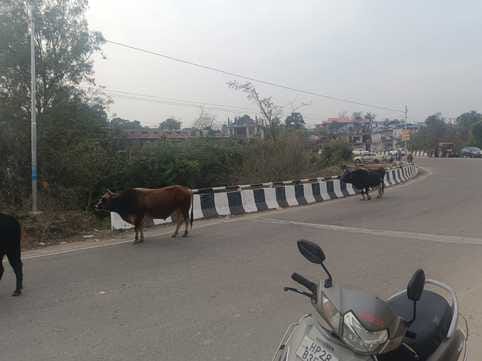 सरकाघाट कालेज के मैदान में गोवंश । स्रोत जागरूक पाठक