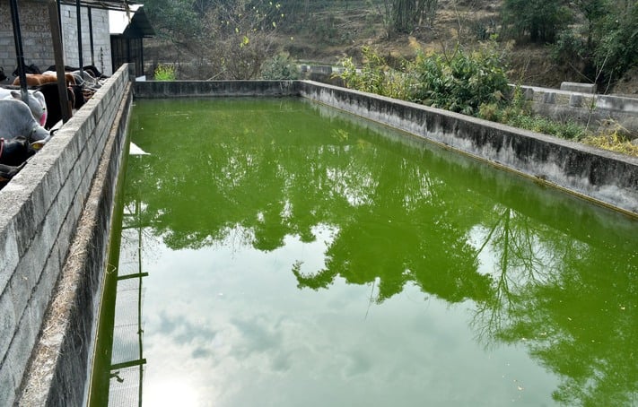 ठाकुरद्वारा गोशाला जमली धाम में मौजूद गोवंश। संवाद ठाकुरद्वारा गोशाला जमली धाम में मौजूद गोवंश। संवाद