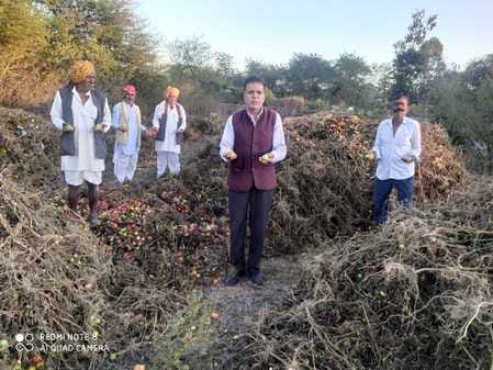 सीहोर। ग्राम रलावती में किसानो ने टमाटर खेत की मेड़ पर फेंके।