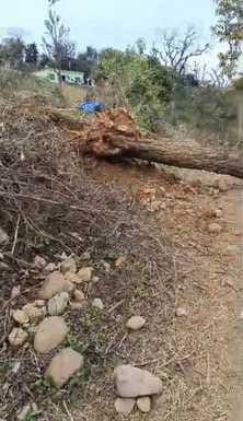 चकबन वासा क्षेत्र के निजी काटन की आड़ में काटे गए पेड़ व उनके मौछे। चकबन वासा क्षेत्र के निजी काटन की आड़ में काटे गए पेड़ व उनके मौछे।