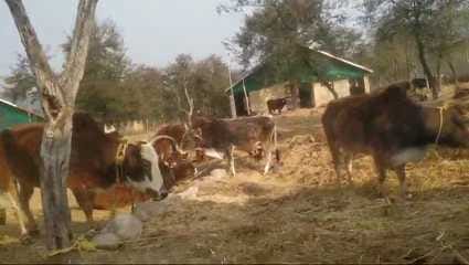 सुजानपुर चौगान में कचरे के ढेर के पास चरती गाय। संवाद।
