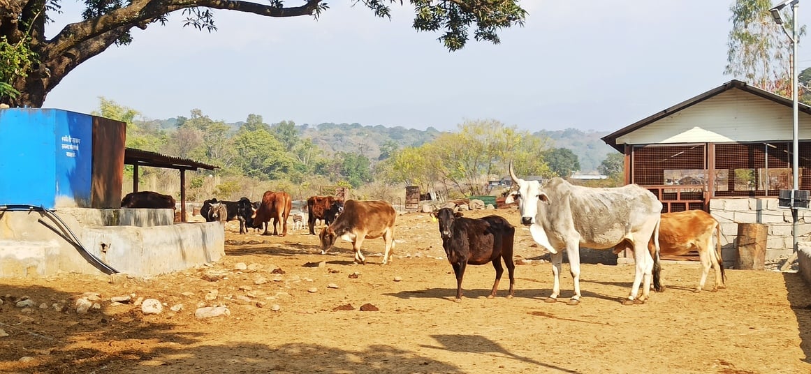 धर्मशाला के सराह स्थित गौ सदन में बेसहारा गौवंश। संवाद धर्मशाला के सराह स्थित गौ सदन में बेसहारा गौवंश। संवाद