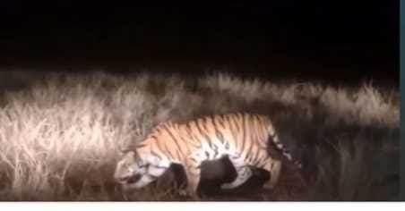 कुएं से निकालकर जंगल में छोड़ी गई बाघिन कुएं से निकालकर जंगल में छोड़ी गई बाघिन