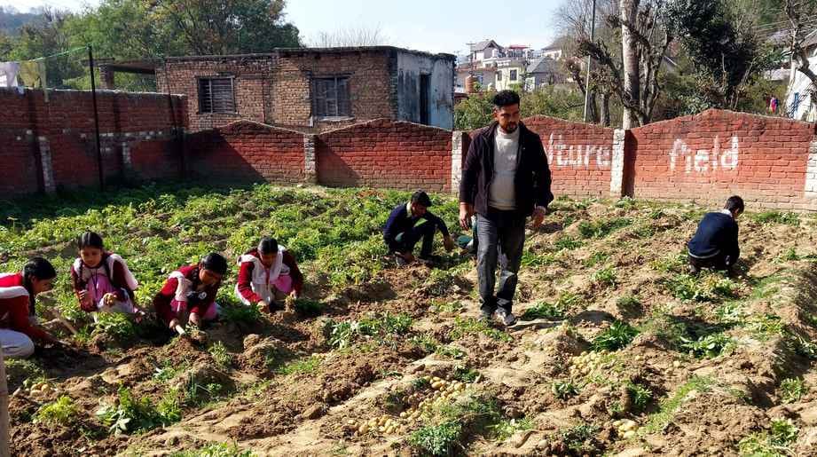 झंडूता स्कूल के परिसर में उगाए गए आलू के साथ कृषि विषय के विद्यार्थी व अध्यापक। संवाद झंडूता स्कूल के परिसर में उगाए गए आलू के साथ कृषि विषय के विद्यार्थी व अध्यापक। संवाद