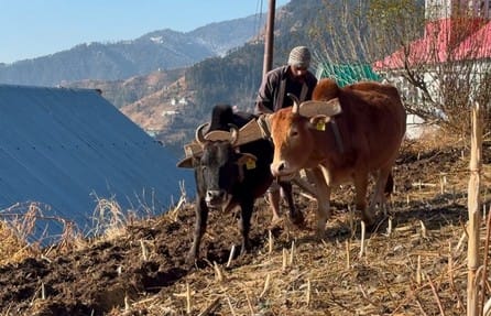 बैल जोत कर फसल के लिए खेतों को तैयार कर रहे चौपाल के किसान
