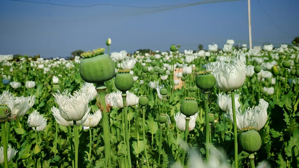 खेतों में खड़ी लहलहाती अफीम की फसल