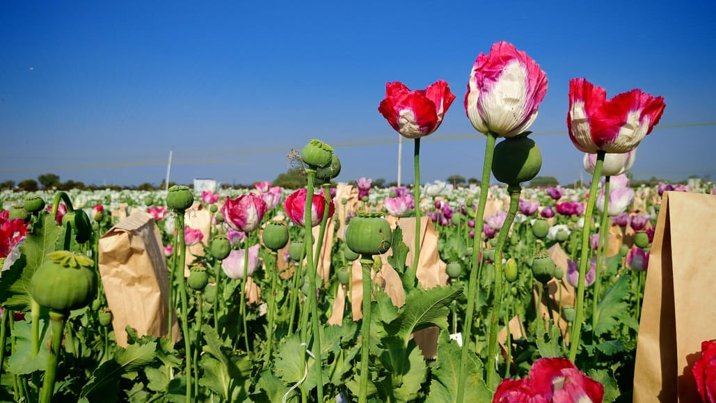 खेतों में खड़ी लहलहाती अफीम की फसल