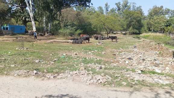 जसविंदर कौर।